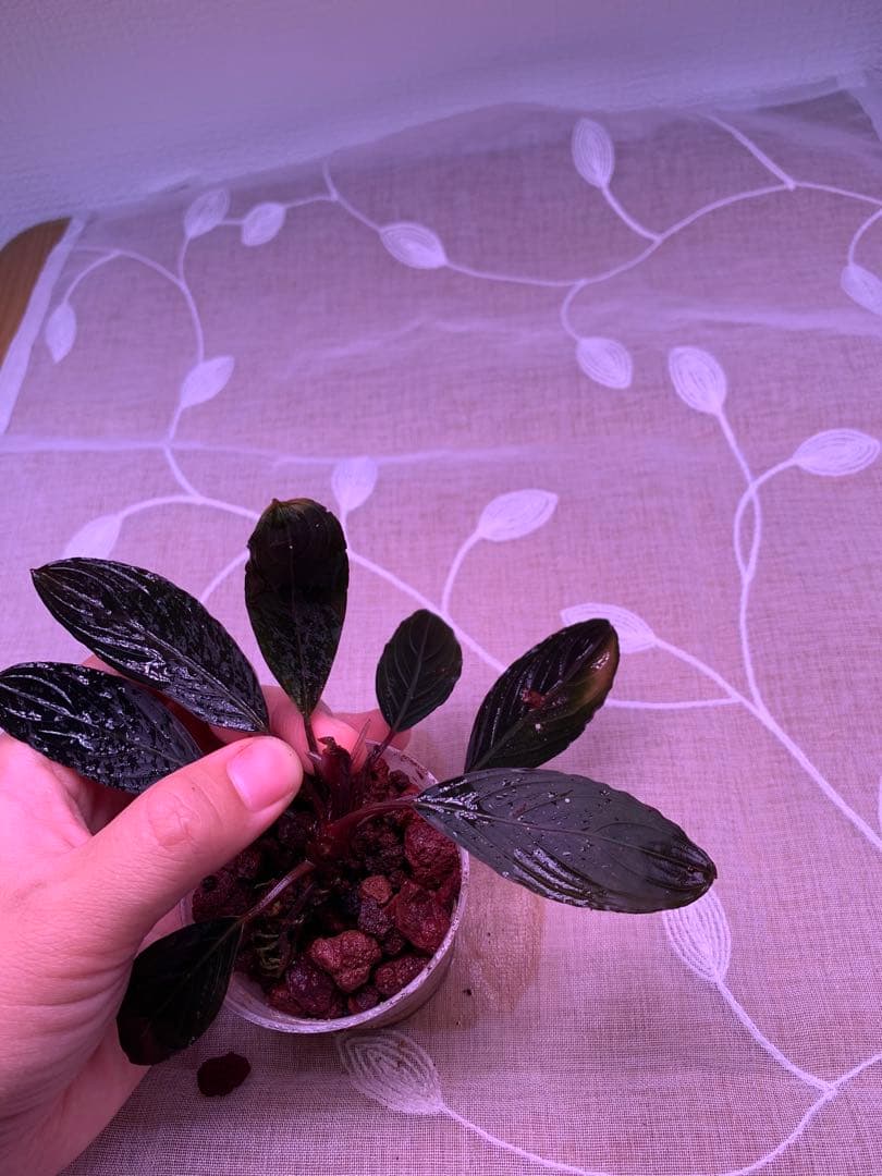 ブセファランドラ　スケルトンキング　１５株