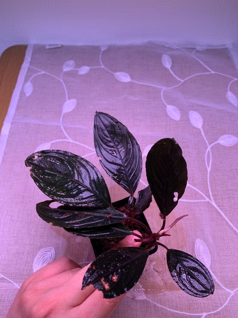 ブセファランドラ　スケルトンキング　１５株