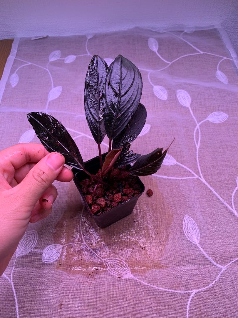 ブセファランドラ　スケルトンキング　１５株