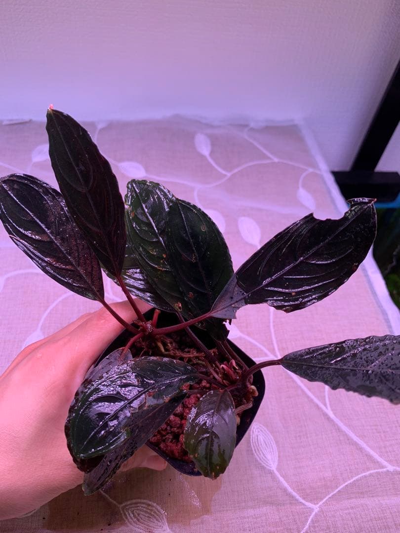 ブセファランドラ　スケルトンキング　１５株