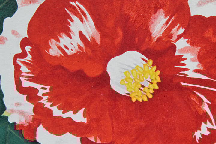 中島千波 【岩根絞椿】 リトグラフ