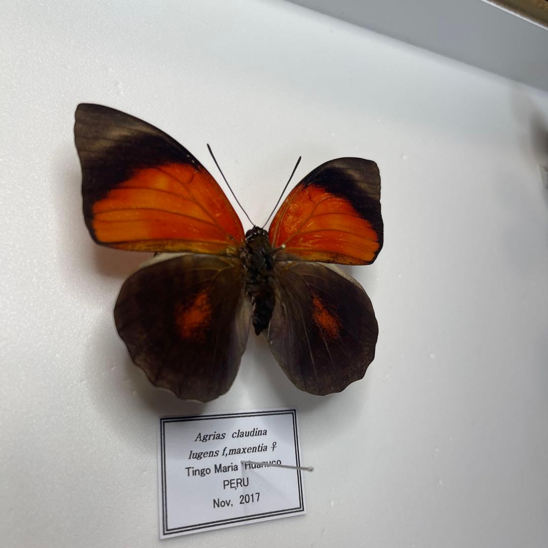 Agrias claudina lugens ♀8mm