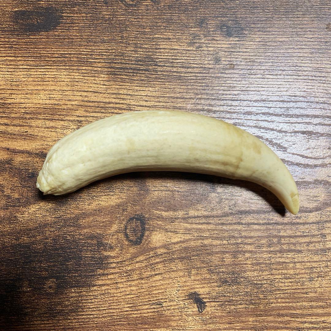 【希少・当時物】マッコウクジラの歯 3本セット（合計 約399g）鯨歯