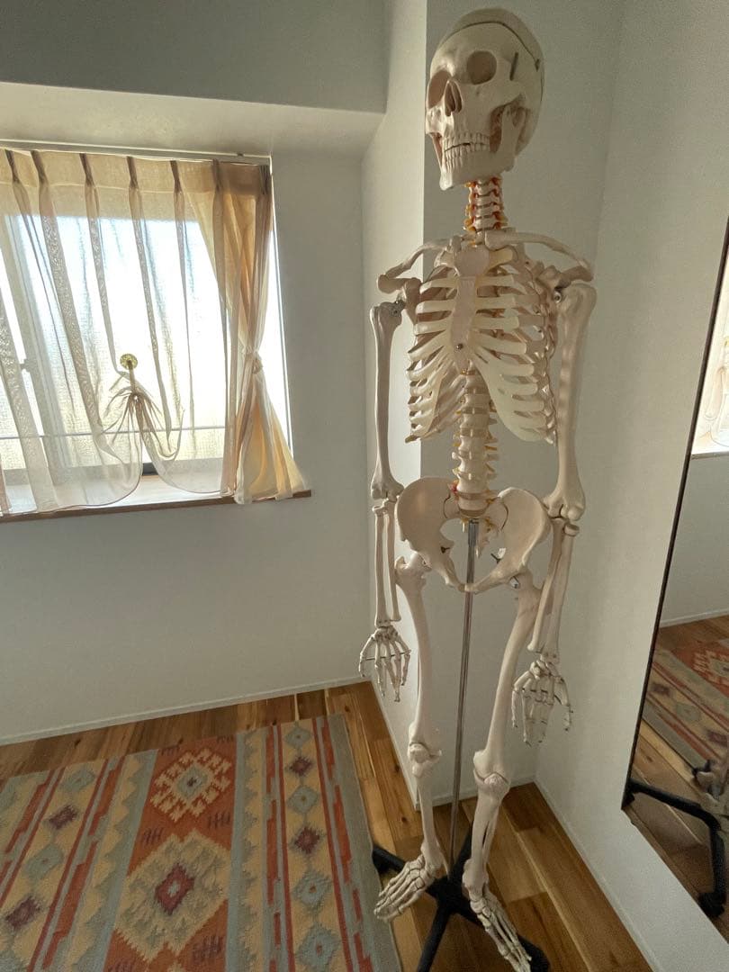 可動式プラスチック人体模型 約170cm 解剖学