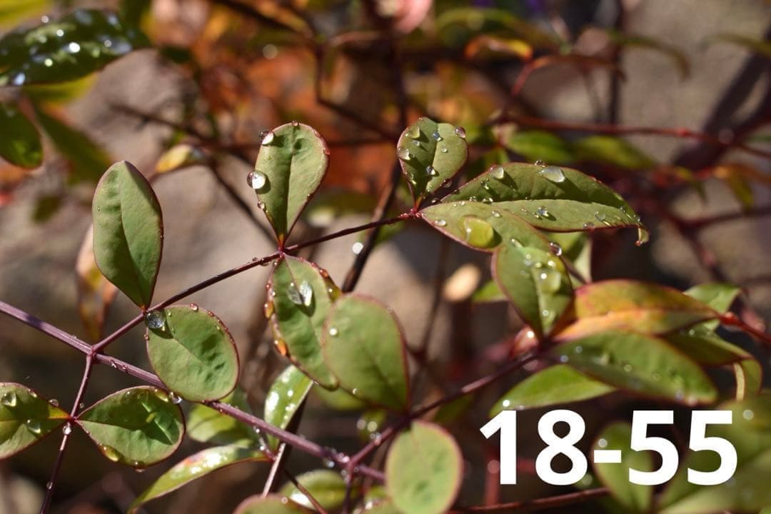 極美品】WiFi搭載 スマホ転送◎ Nikon D5600 ダブルレンズ 初心者