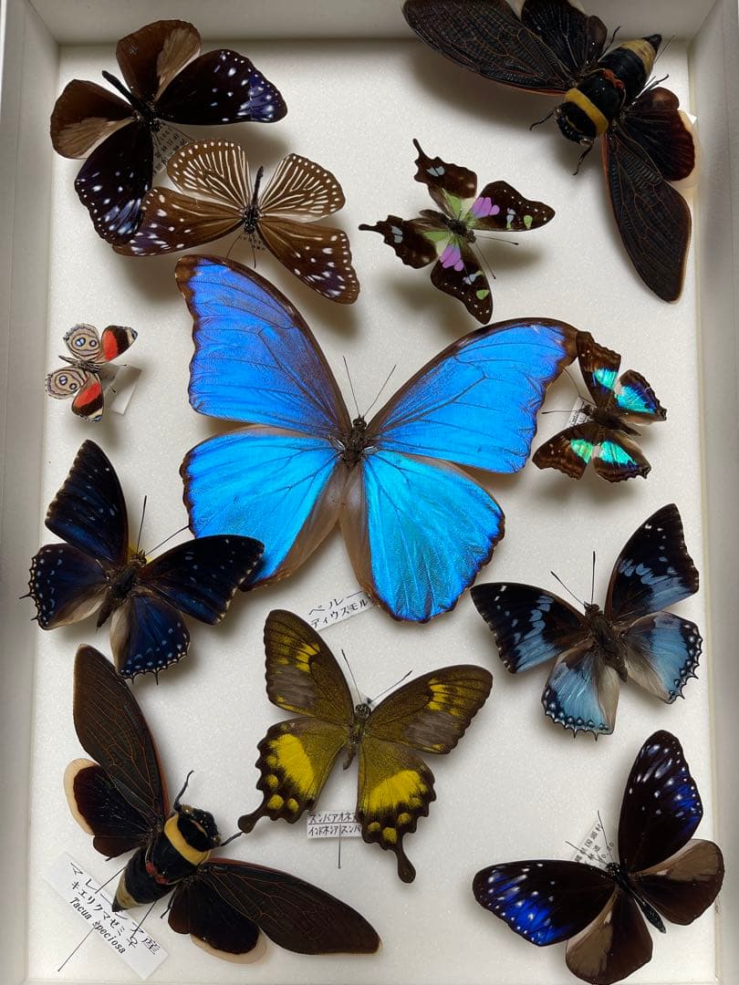 希少！外国産 国産 蝶標本12セット ディディウスモルフォ/ナンベイコムラサキ等