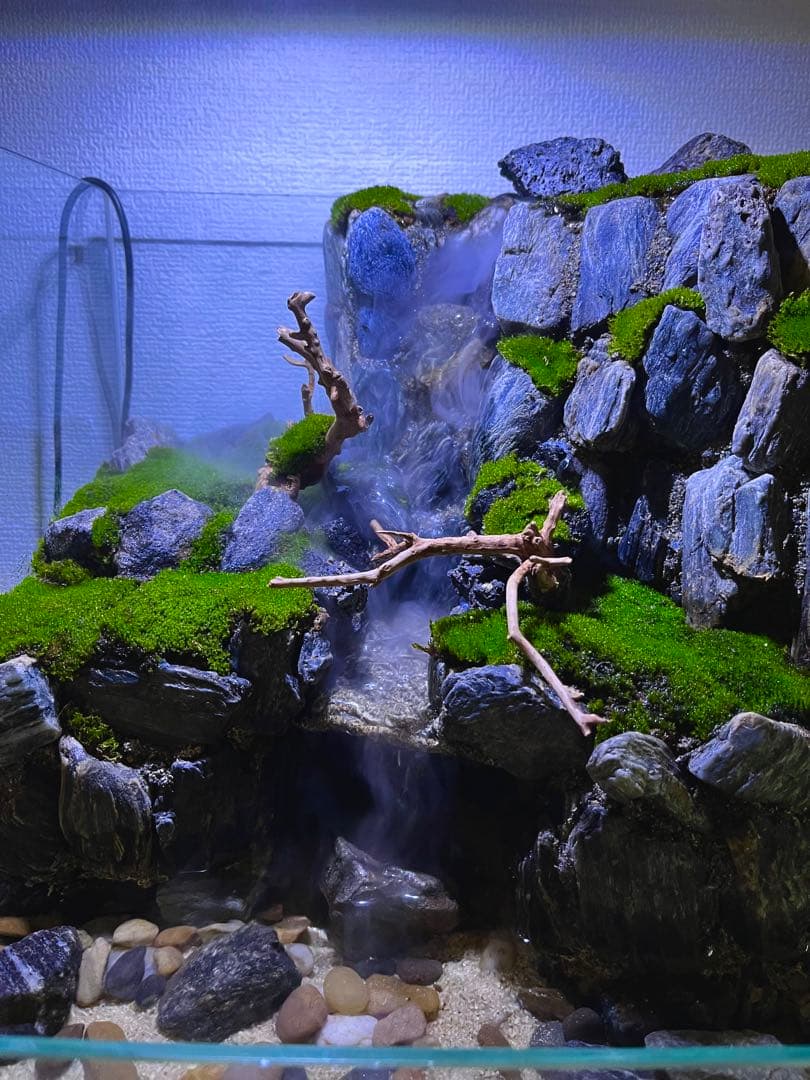 ガラス水槽 小型 水草・岩レイアウト LEDライト付き