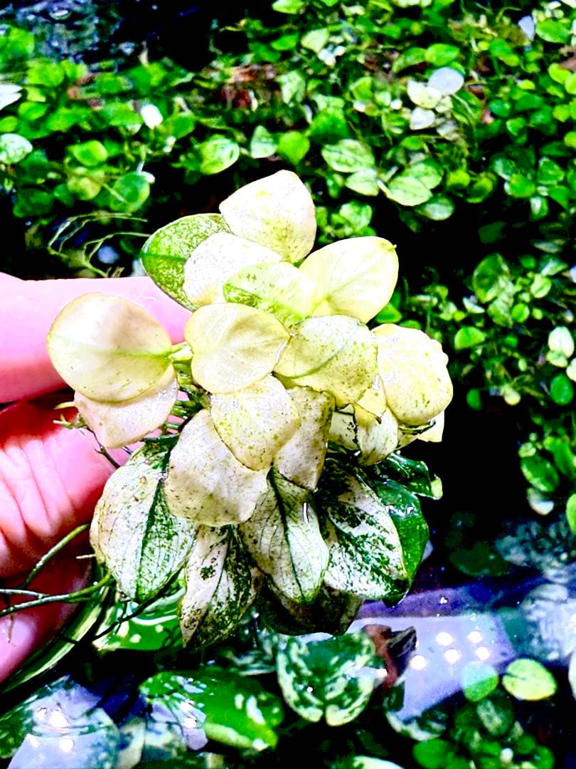 アヌビアス・ナナホワイト＋ブセファランドラ・バイオレット　セット