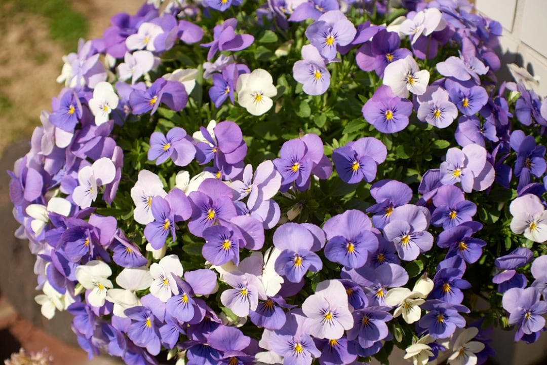 SMC PENTAX F1.4 /50mm KマウントL80