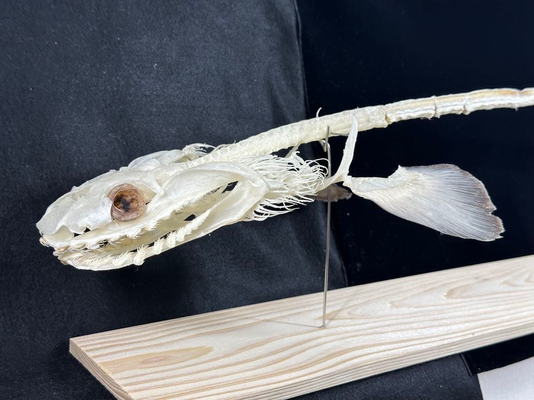 ラブカ 全身骨格