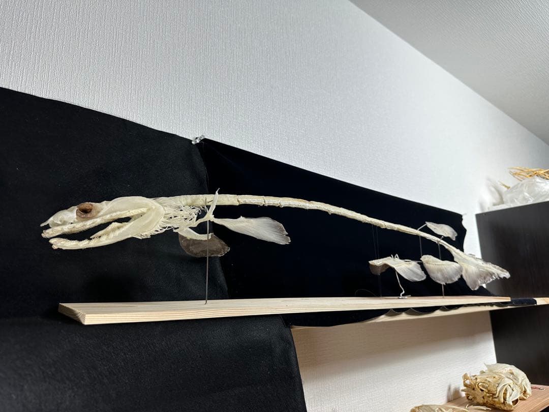 ラブカ 全身骨格