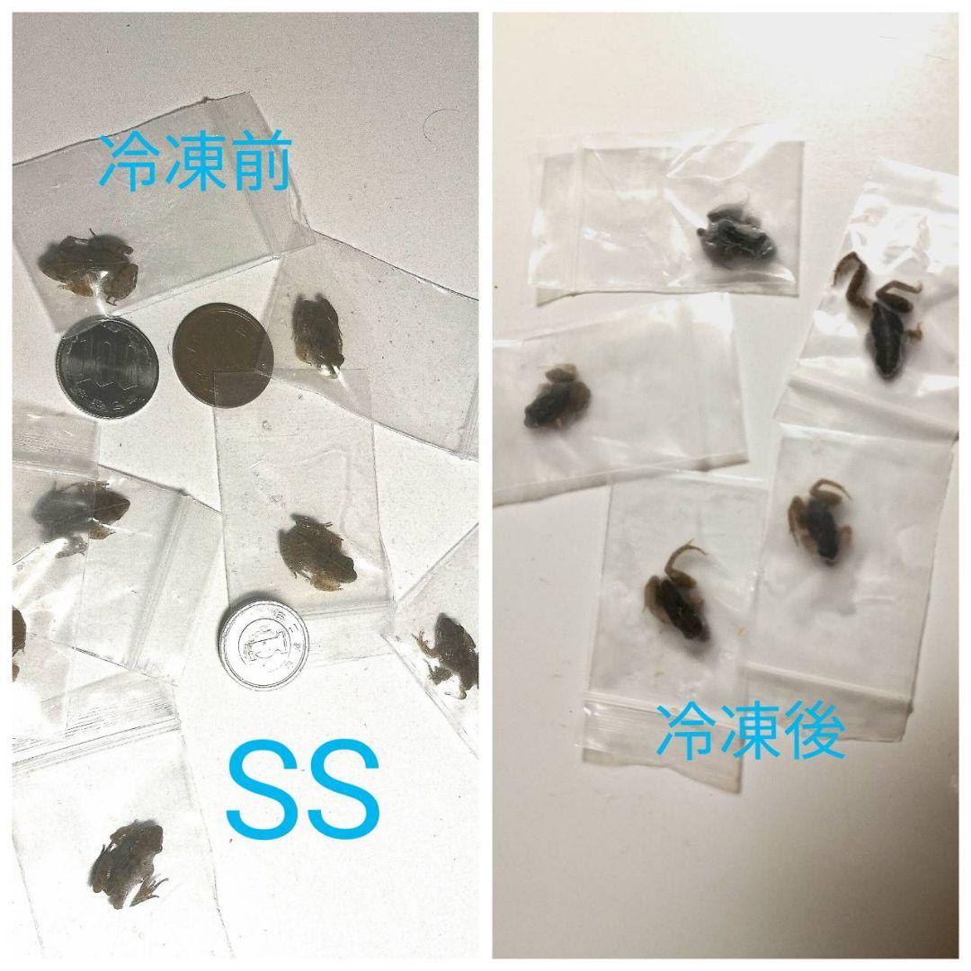 5百匹【冷凍】S 餌用カエル ヌマガエル 蛇の餌 爬虫類 ピンクマウスの代用