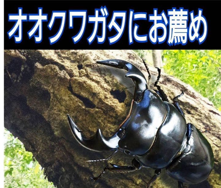 極上！黒アワビタケ菌糸瓶【10本】初令、2令に最適なサイズ！ニジイロクワガタに！