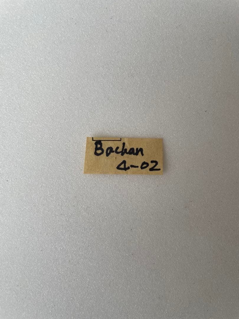 バチャンタイマイ（1オス、バチャン島）