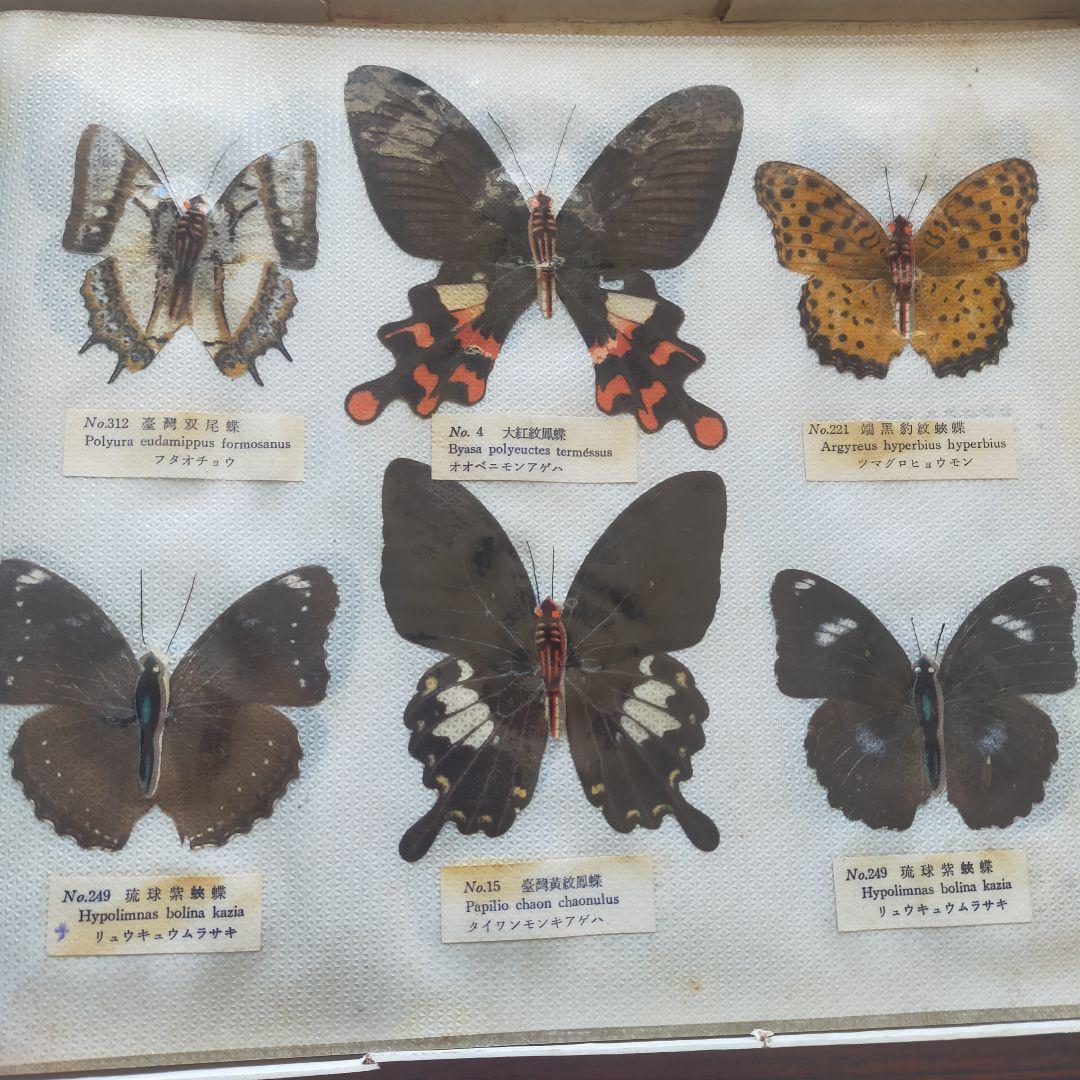 台湾産蝶類 標本 No. 100　101枚　中国