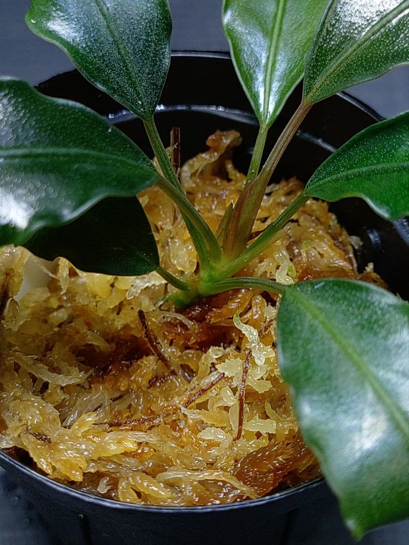 ブセファランドラ sp.“Dark gray” TB便