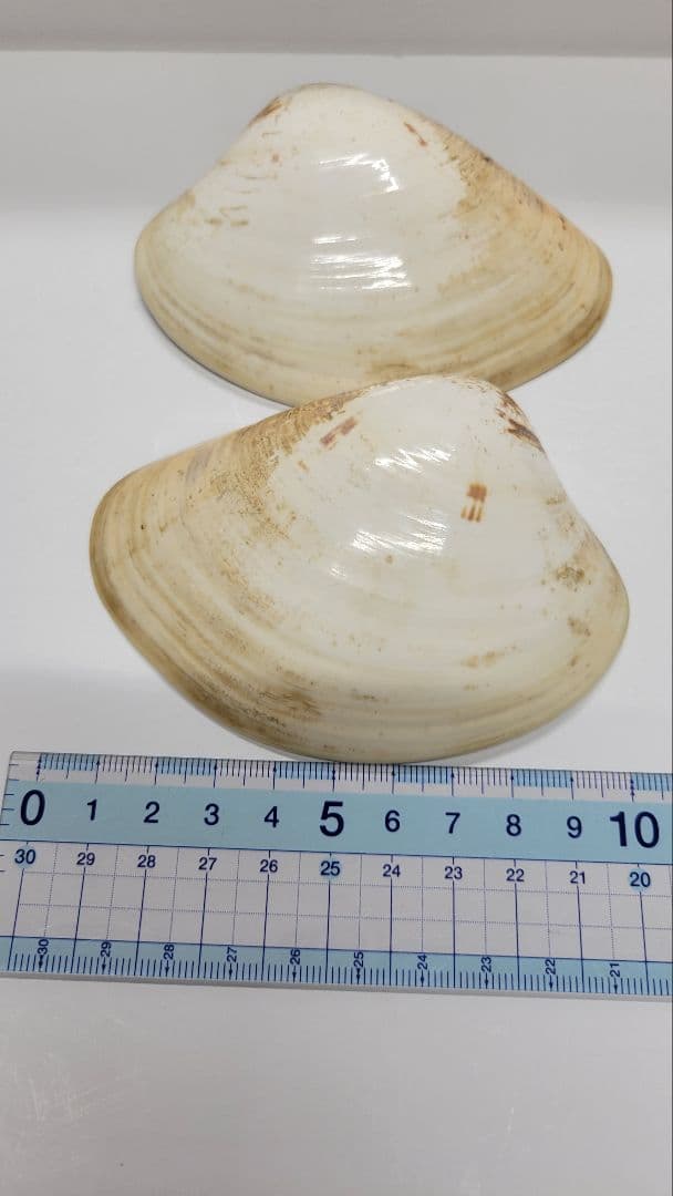 大きめ 江戸時代 貝合わせ 貝合せ 雛人形 蒔絵 ⑧金箔 源氏物語 郷土玩具