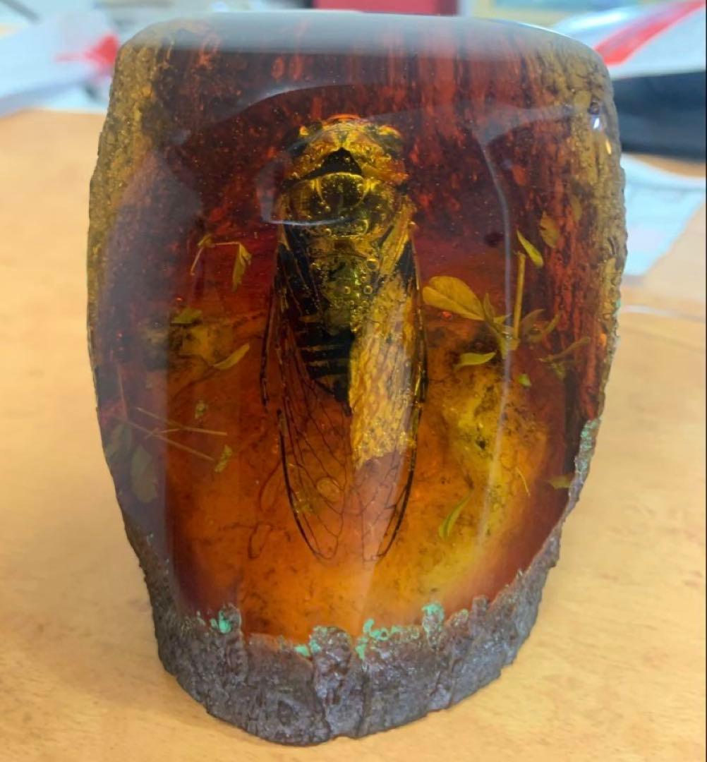 琥珀 セミの標本 セミ レジン封入 テイオウゼミ樹脂琥珀標本 大型インテリア 蝉
