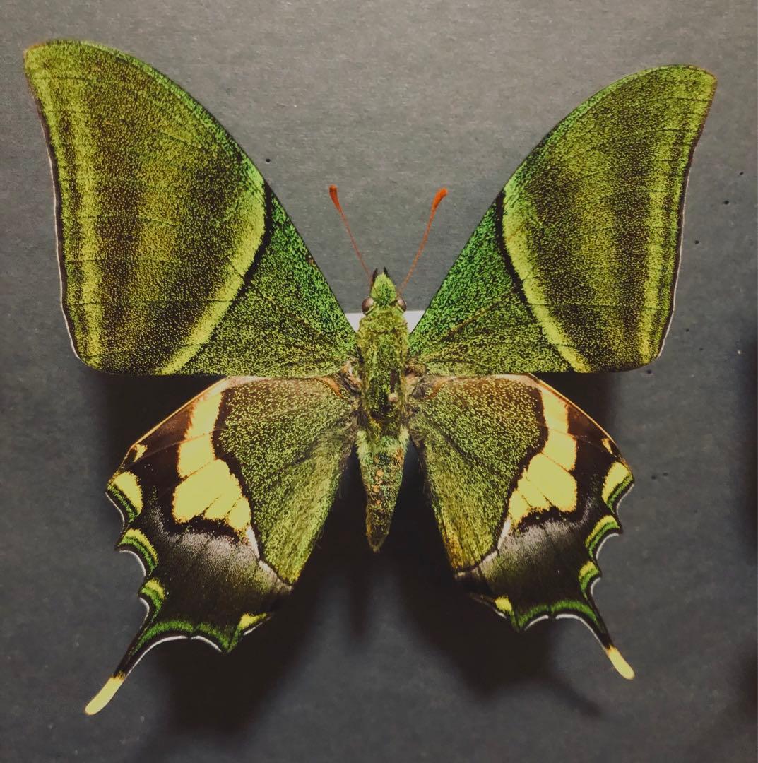 蝶標本　テングアゲハ　ペア