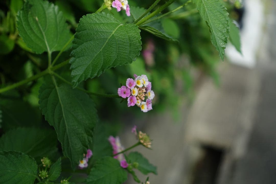 SONY RX100M3 実働品