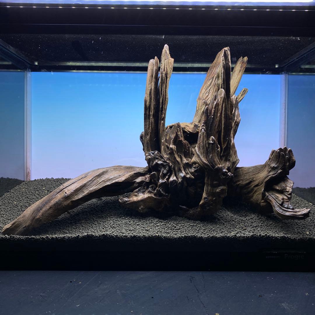 MRW-5822 赤系天然流木　自立流木　1点物　流木　アクアリウム