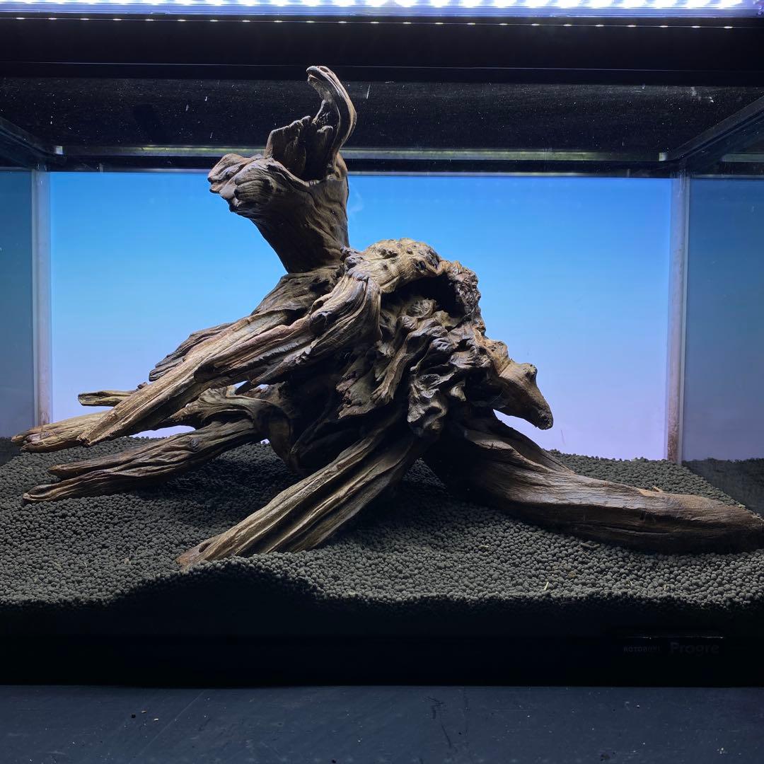 MRW-5822 赤系天然流木　自立流木　1点物　流木　アクアリウム