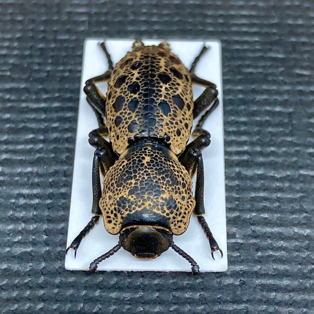 黒い宝石を散りばめたような大型のゴミダマ【標本】