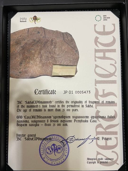 2005年愛知万博　マンモスの牙
