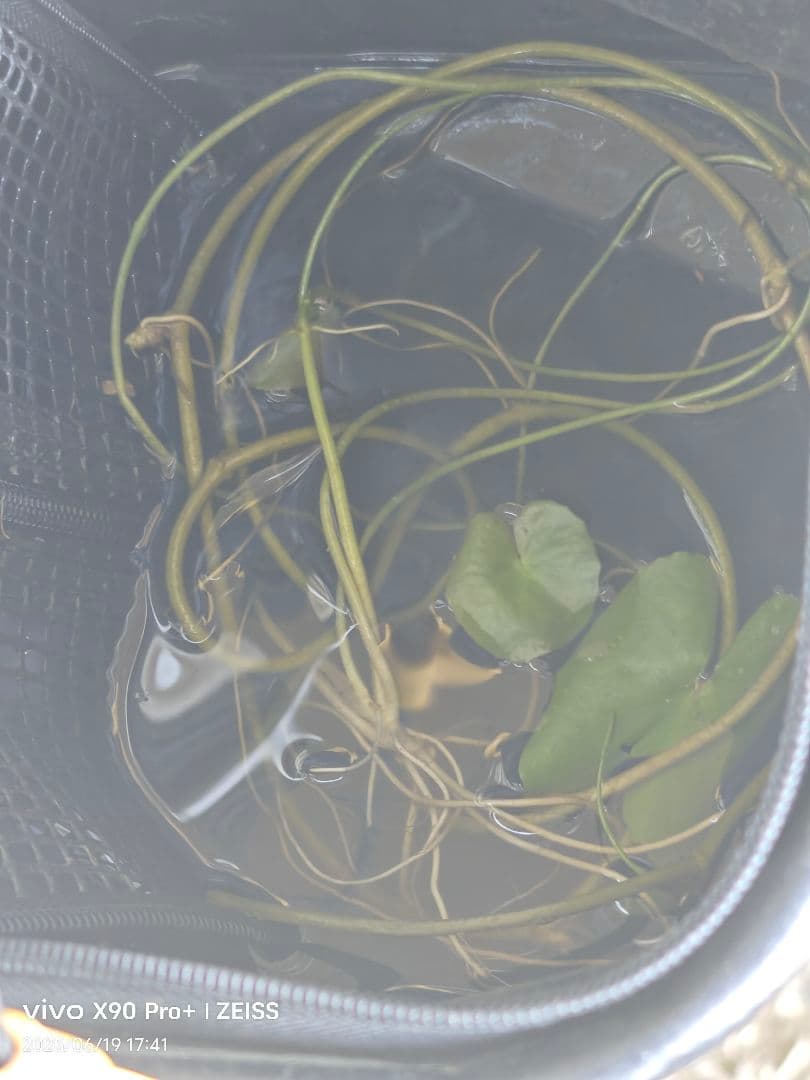 vivo x90 pro +訳あり