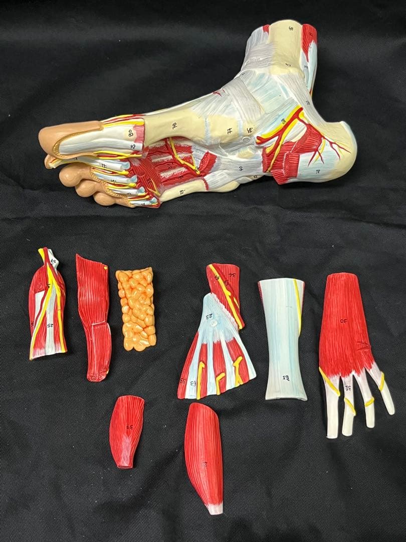 足　筋肉　模型 9分解　人体模型