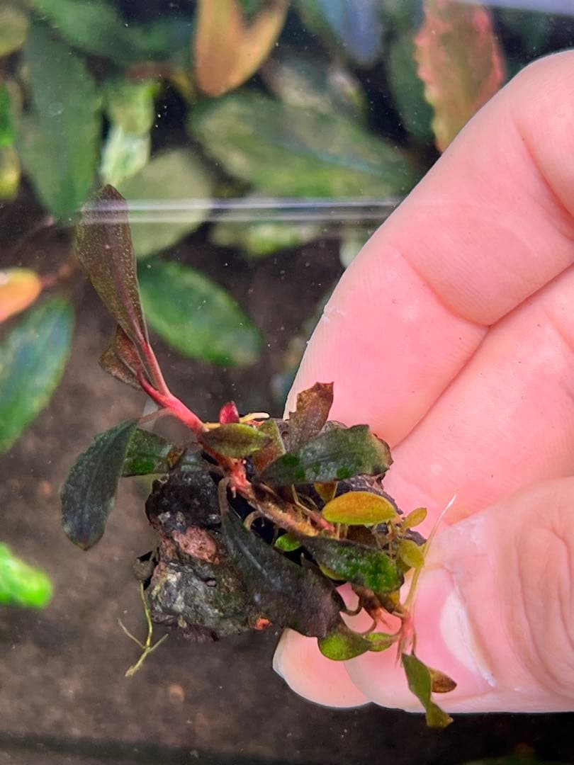 ブセファランドラspゴーストカリマンタン 3株