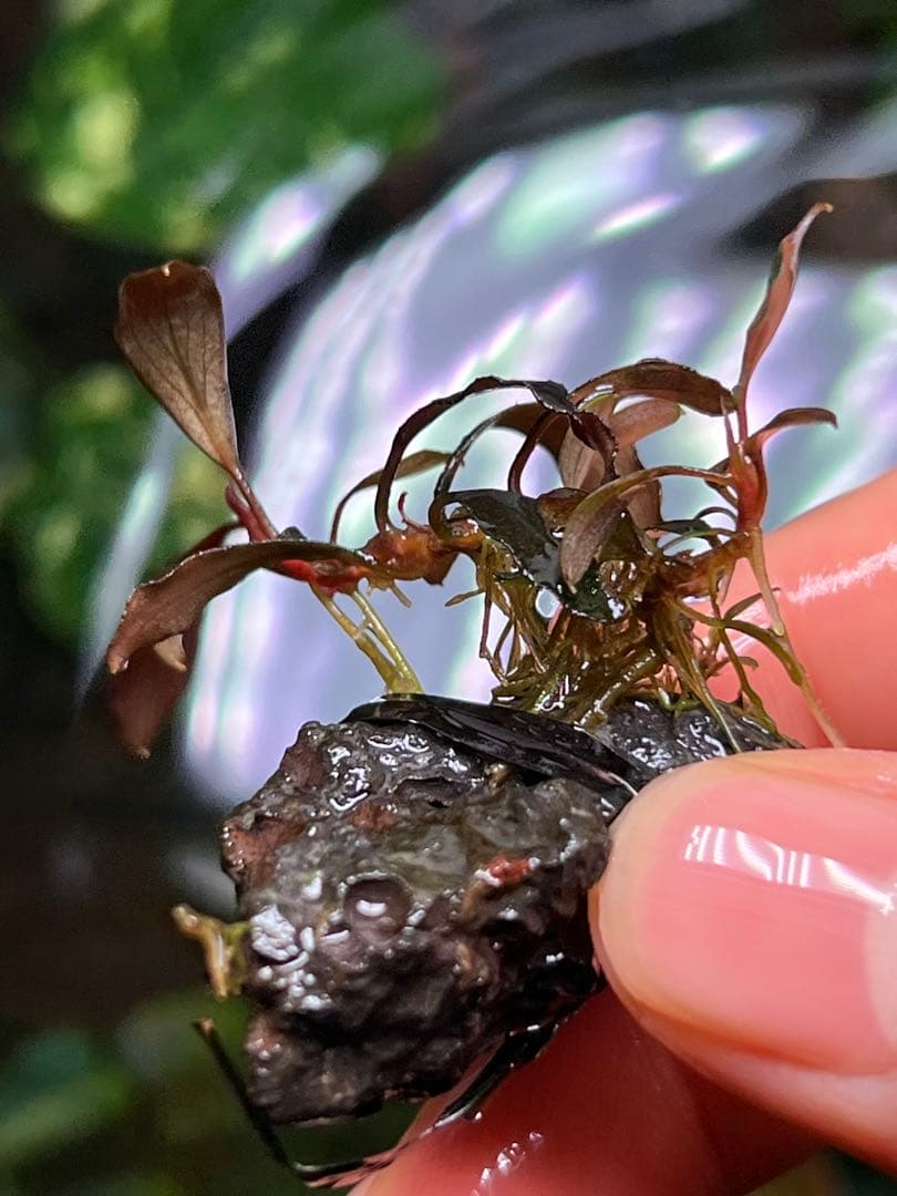 ブセファランドラspゴーストカリマンタン 3株