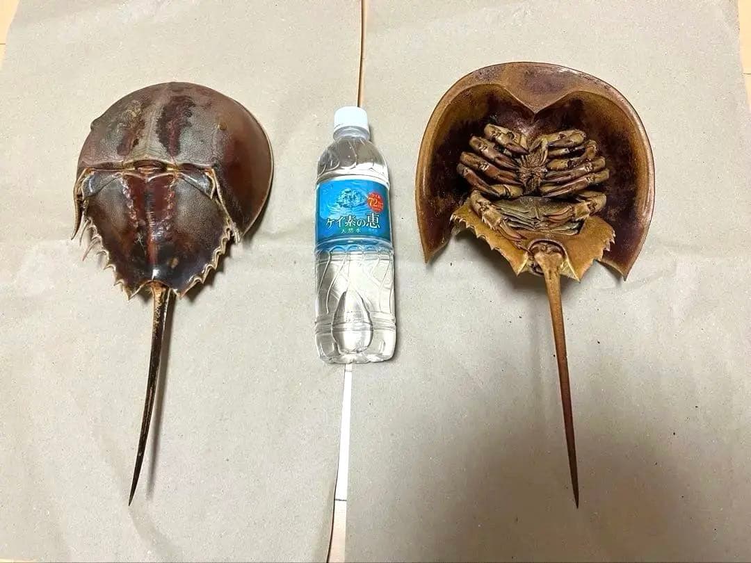 特大カブトガニ標本2体セット