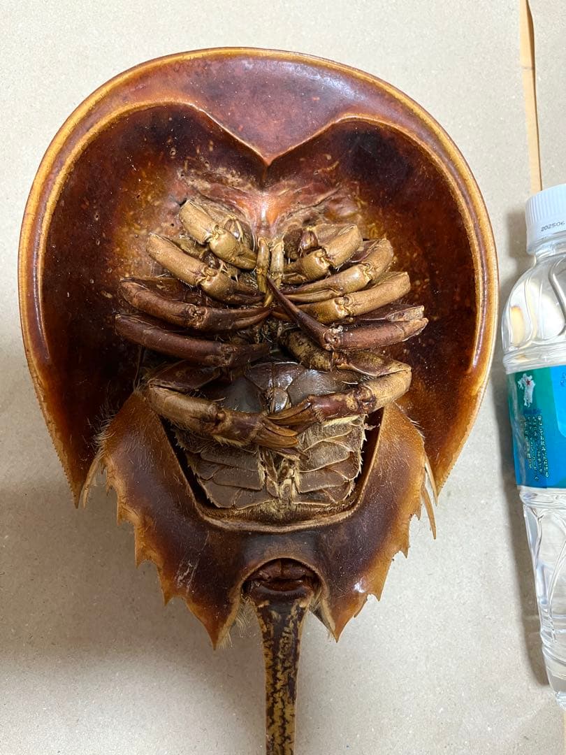 特大カブトガニ標本2体セット