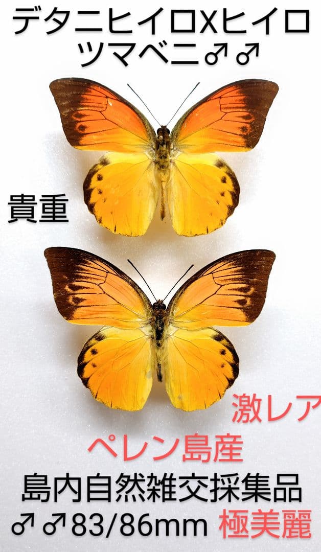 【自然雑交種】デタニヒイロXヒイロツマベニ♂♂標本★ペレン島産★特別個体