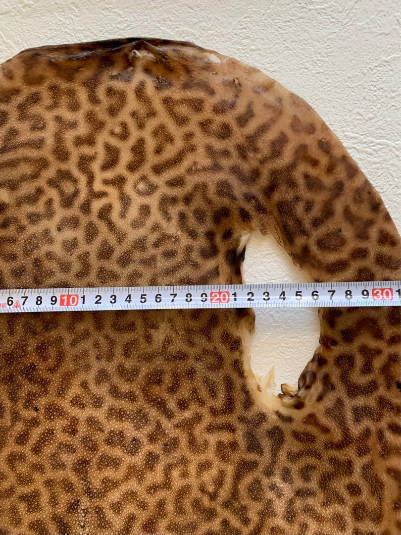 鮫胴　刀剣　虎鮫③