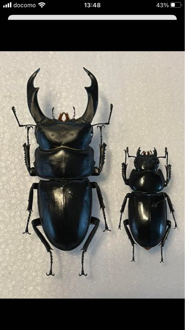 シェンクリングオオクワガタペア　標本