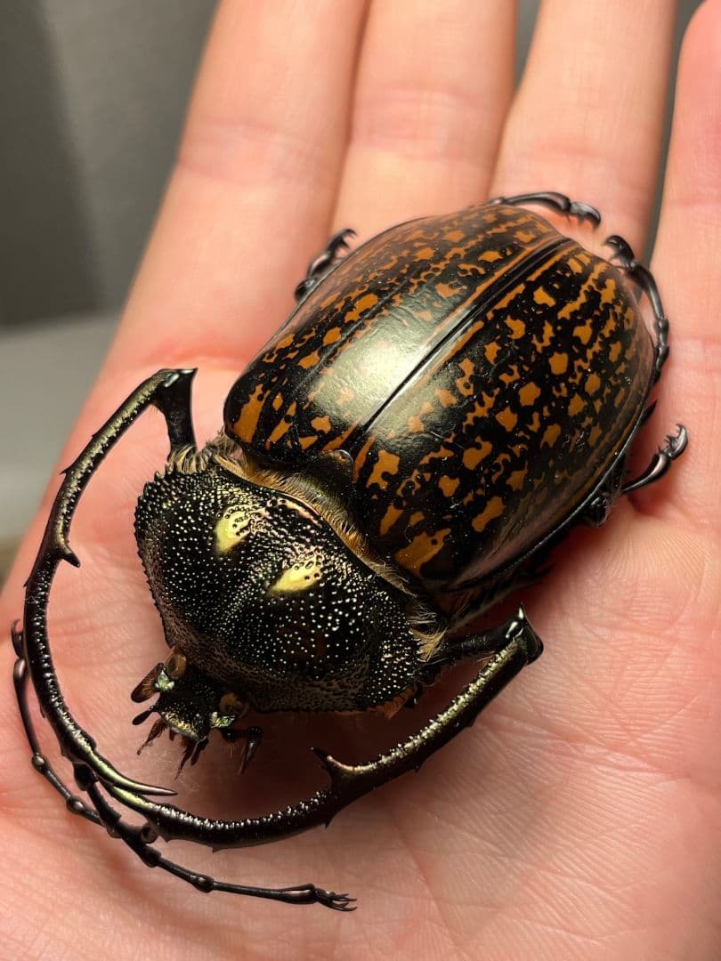 【62mm】多分 赤 ゲストロイテナガコガネ　カメムシサシガメ甲虫昆虫標本ハムシ