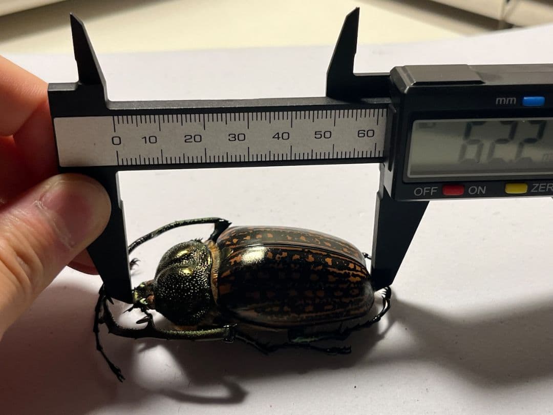 【62mm】多分 赤 ゲストロイテナガコガネ　カメムシサシガメ甲虫昆虫標本ハムシ