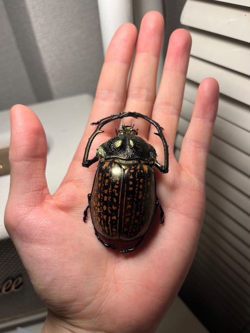 【62mm】多分 赤 ゲストロイテナガコガネ　カメムシサシガメ甲虫昆虫標本ハムシ