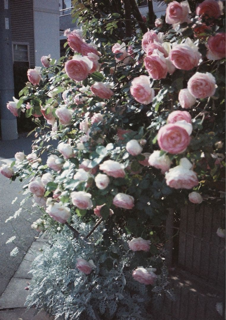 【動作確認・清掃済み＊試写あり】リコーオートハーフS