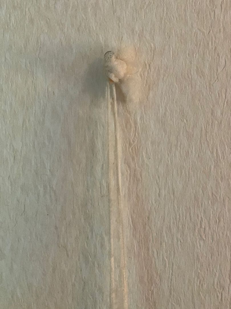 フランスアンティーク パピエの羽 オブジェ ブロカント