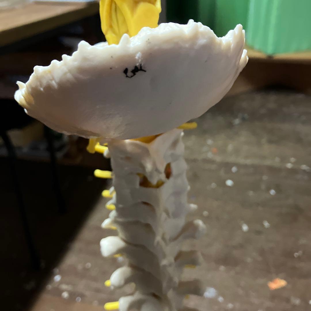 ソムソ　 SOMSO 人体模型