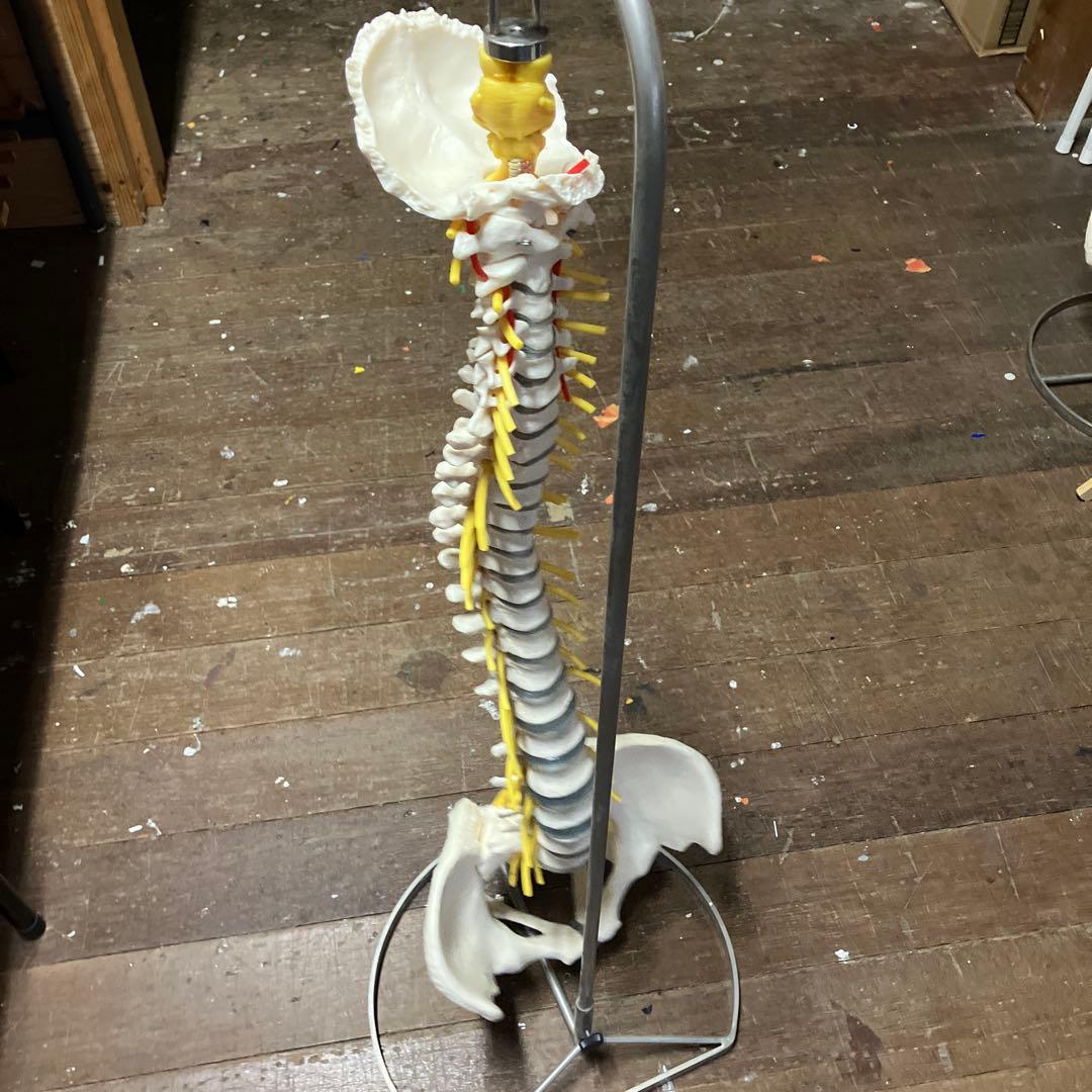 ソムソ　 SOMSO 人体模型