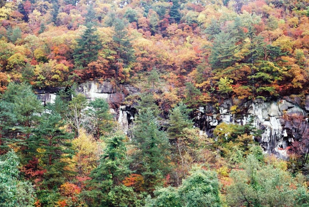 【実写確認整備品】キャノネットQL19G-Ⅲ／45mmf1.9メタルフード付