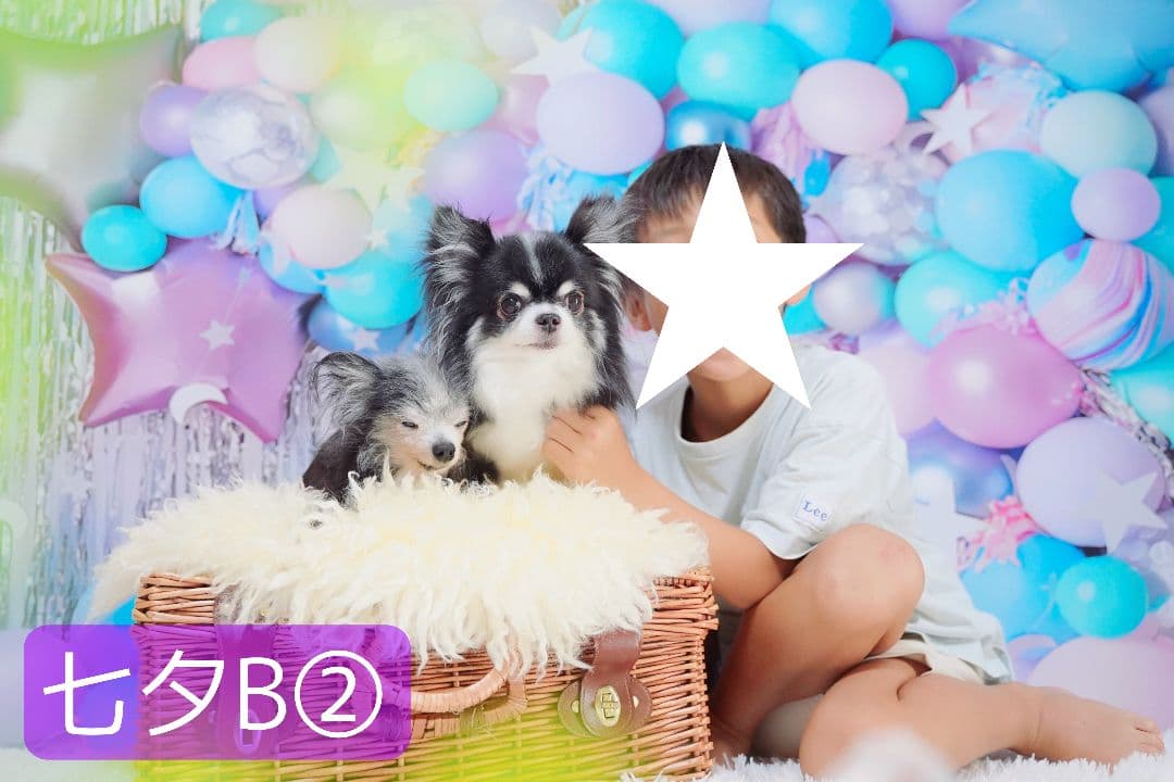 背景布×10枚+2枚プレゼント　ペット撮影用ブース　トリミングチョーカーも販売中