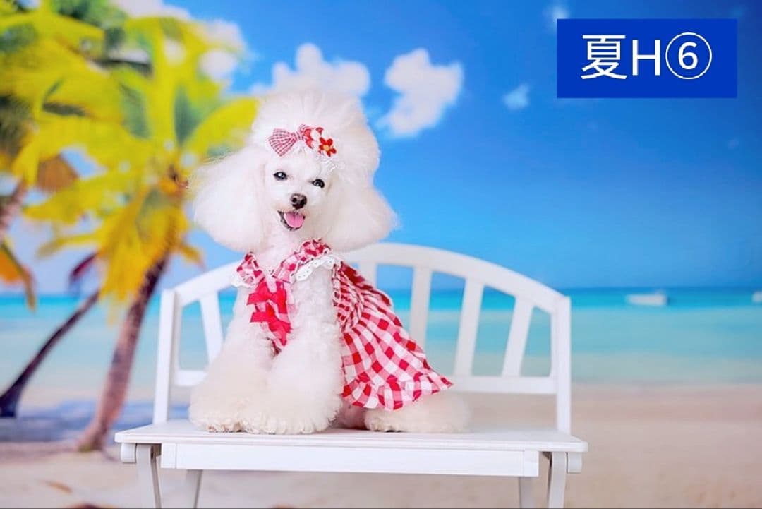 背景布×10枚+2枚プレゼント　ペット撮影用ブース　トリミングチョーカーも販売中