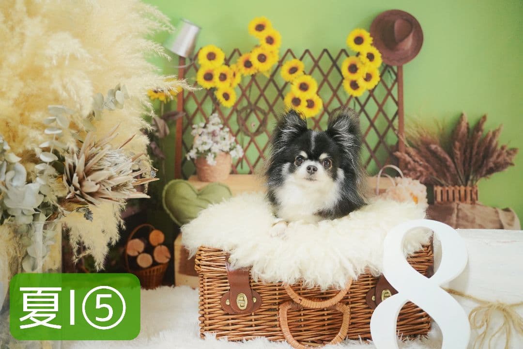 背景布×10枚+2枚プレゼント　ペット撮影用ブース　トリミングチョーカーも販売中