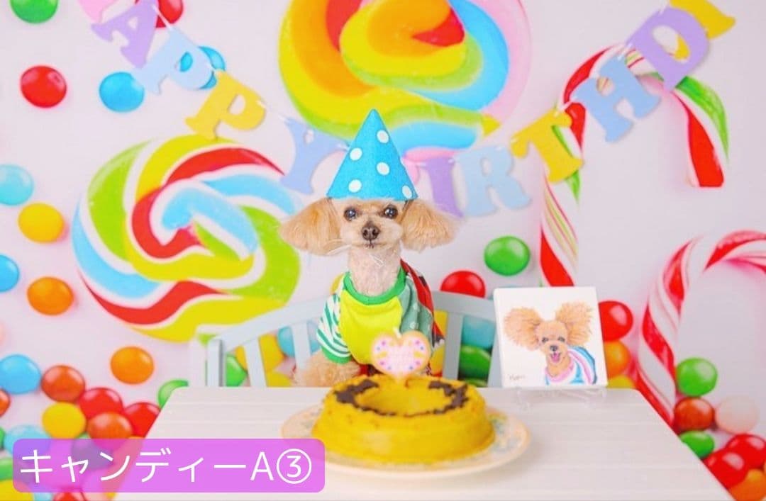 背景布×10枚+2枚プレゼント　ペット撮影用ブース　トリミングチョーカーも販売中