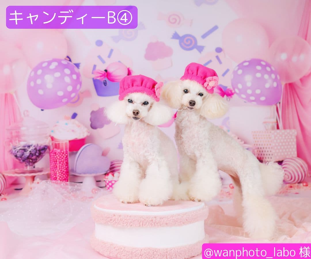 背景布×10枚+2枚プレゼント　ペット撮影用ブース　トリミングチョーカーも販売中